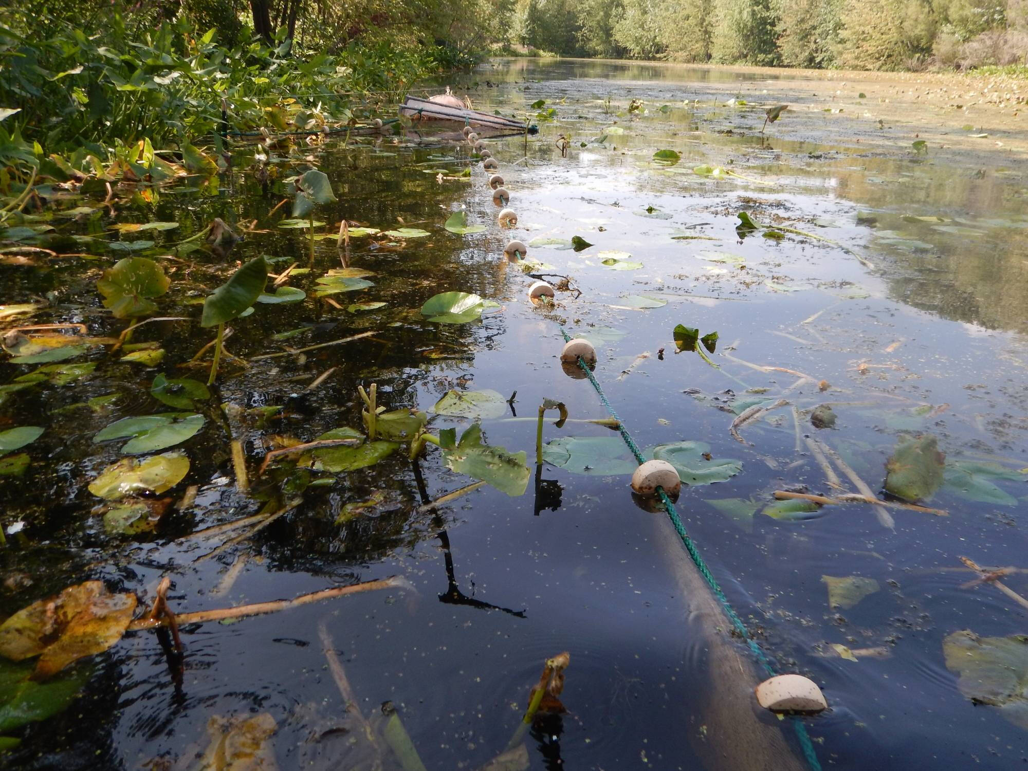 A fyke net is show set up among lily pads and emergent aquatic vegetation in an inland waterbody.